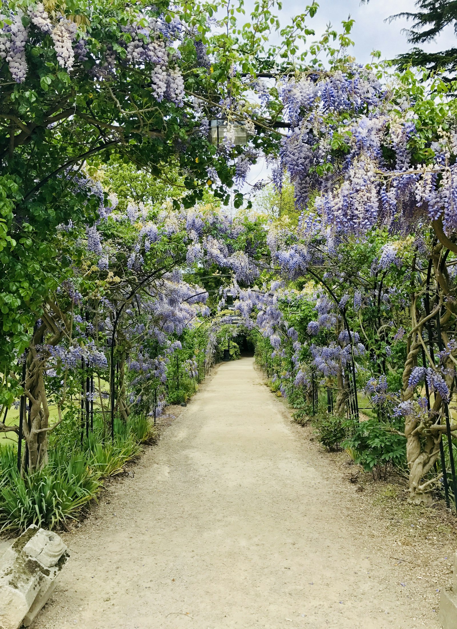 Sunlit garden landscape